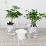 Automatic Water Absorption Hydroponic Pot Succulent Plant Flower Pot, Transparent With Words